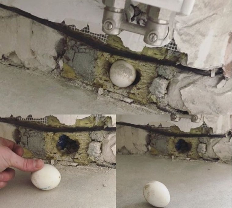 Найдено яйцо дома